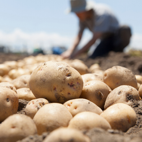 aardappelen gezondheidsvoordelen