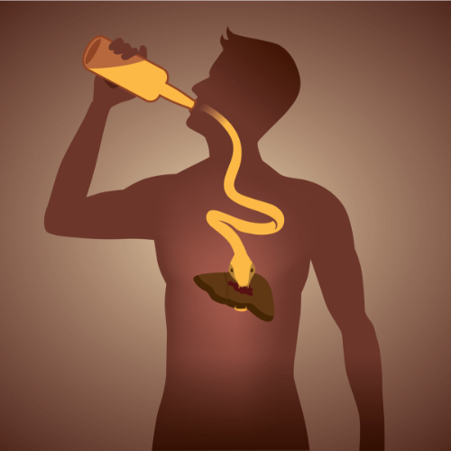 Alcohol wordt afgebroken door je lever