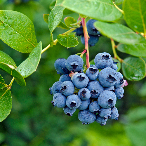 Blauwe bessen zijn een zoete en zeer voedzame fruitsoort