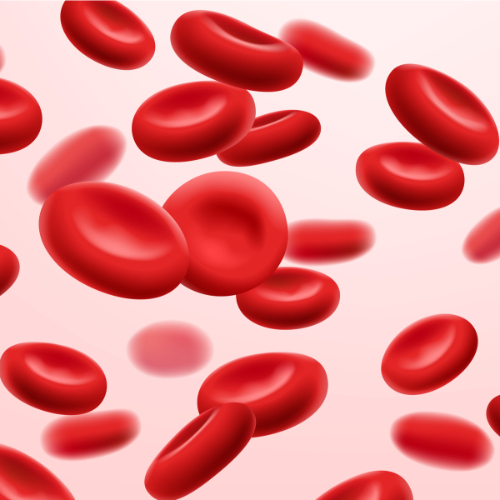 Bloed bestaat zo'n 40% uit cellen waaronder rode bloedcellen