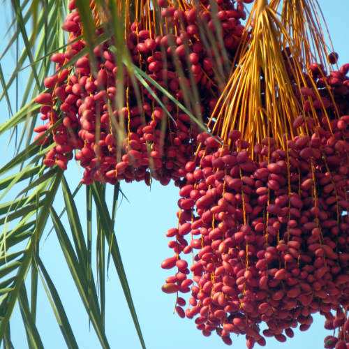 Dadels groeien aan de dadelpalm