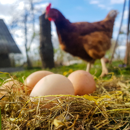 Ham Ondenkbaar Grondig Ei is Gezond, maar Hoeveel Eieren mag je Eten?