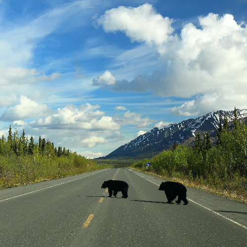 gezond afvallen beren op de weg