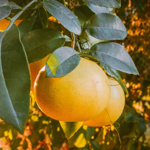 De grapefruit is een tropische citrusvrucht