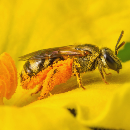 Honing wordt gemaakt van nectar door de honingbij
