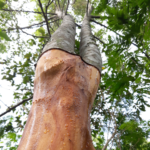 Kaneelstokjes worden gemaakt van de binnenbast van kaneelbomen