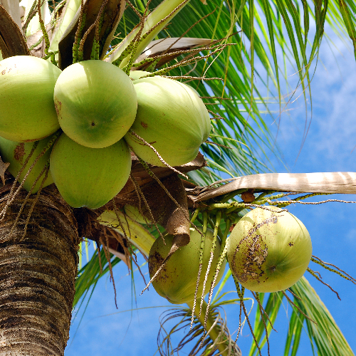 De kokospalm groeit in tropische landen
