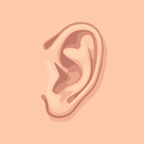 Het oor kun je onderverdelen in drie delen.