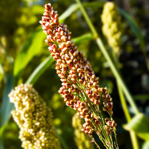 Quinoa is een tweelobbige zaadplant