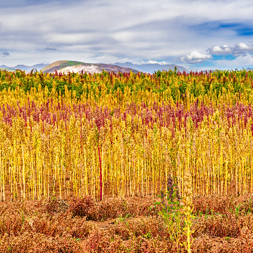 Quinoa wordt al duizenden jaren verbouwd