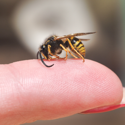 Een wespensteek veroorzaakt een aantal klachten