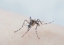 Allergische reactie muggenbeet