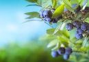 De blauwe bes: de medicijn in het fruitschap