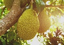 Jackfruit gezond