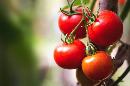 Waarom tomaten gezond zijn
