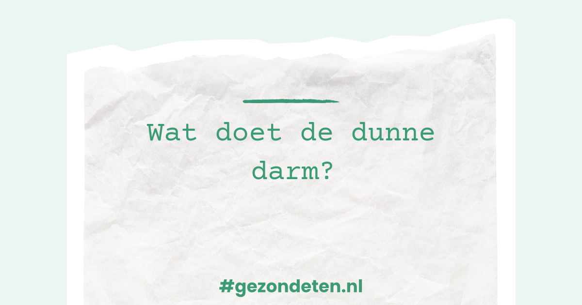 Wat doet de dunne darm? | Gezondeten.nl
